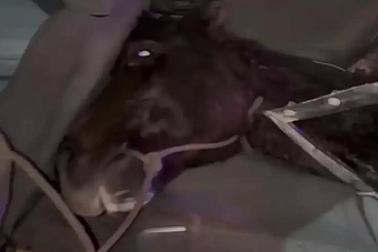 заподозрили в скотокрадстве: казахстанец перевозил лошадь в салоне легковушки (видео)