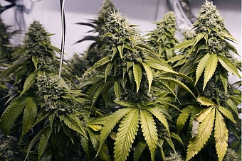 легализация конопли в казахстане: минсельхоз гарантирует строгий контроль