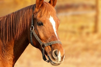 в атырауской области казахстана под поезд попал табун лошадей
