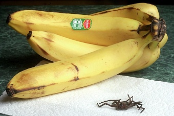 Тайное оружие России: как муха горбатка Эквадор уму разуму учила