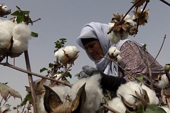 Убыточное «белое золото»: из-за санкций против России в Таджикистане стало невыгодно выращивать хлопок