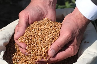 кыргызстан усиливает продовольственную безопасность благодаря сотрудничеству с россией