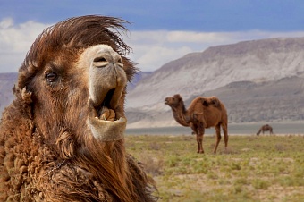 массовая гибель верблюдов в атырауской области казахстана - причины остаются загадкой