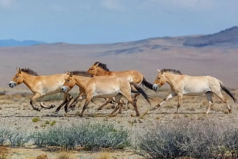 в казахстане восстанавливают популяцию краснокнижной лошади пржевальского