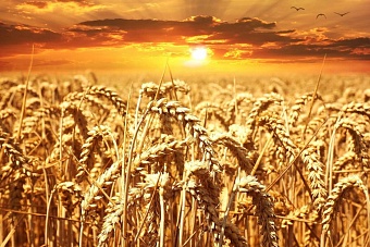 В Казахстане заявили об ухудшении качества зерна нового урожая из-за дождей