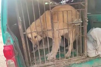 стая бездомных собак насмерть загрызла восьмилетнего мальчика в узбекистане