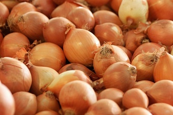 в казахстане не полностью снят запрет на экспорт лука