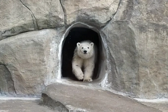 белый медведь может стать инструментом дипломатии россии