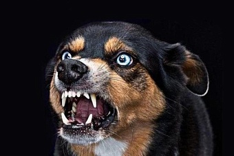 в казахстане хотят узаконить эвтаназию собак: зафиксировано почти 38 тысяч нападений на людей 