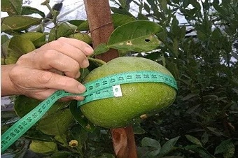 в узбекистане создали первый отечественный сорт грейпфрута