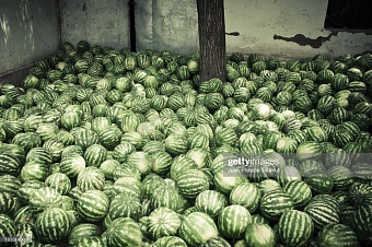 главным экспортером арбузов в казахстан стал таджикистан