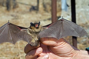 два вида редких клещей нашли в казахстане: их проверят на коронавирусы