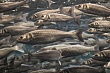 рыба вместо курицы: дальний восток накормит детей 