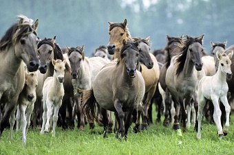 грузовой поезд в павлодарской области совершил наезд на 16 лошадей
