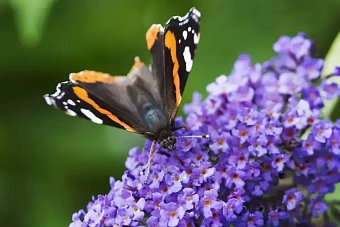 дожди с грозами, град и туман ожидают казахстан: погода в пятницу, 17 мая 2024