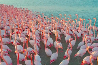 розовые фламинго облюбовали атырау: птицы замечены на левом берегу реки урал 