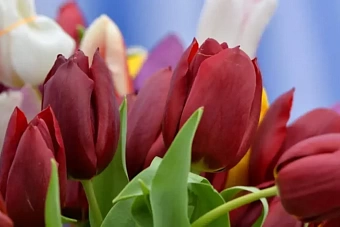 поздравляем с 8 марта: красивые картинки и открытки с пожеланиями для любимых в центральной азии