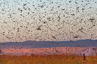 нашествие марокканской саранчи зафиксировано в четырех регионах узбекистана