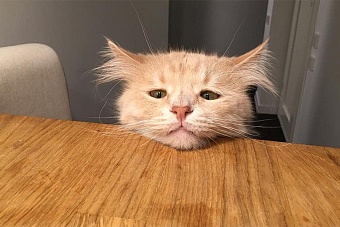 единые требования к кормам для стран еаэс готовят в казахстане: что изменится