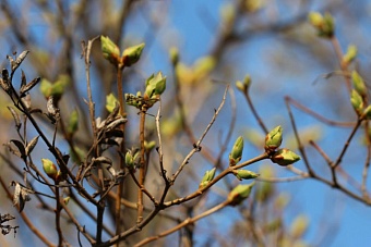 какая погода ожидается в центральной азии в четверг, 20 марта 2025