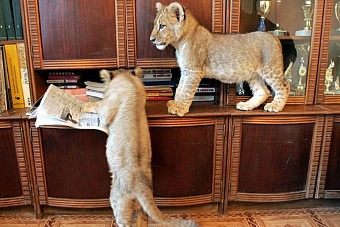 в узбекистане запретят содержать в домашних условиях диких животных