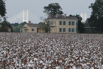 «Пойдут по миру»: кто пострадает от решения Узбекистана импортировать американский хлопок?