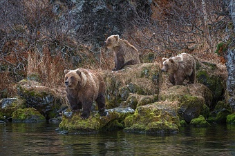 резкий рост популяции медведей отмечен в восточном казахстане