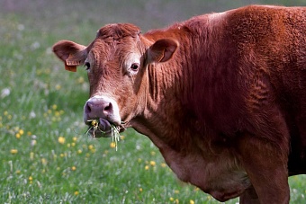 в киргизии при поддержке рф открылась современная молочная ферма