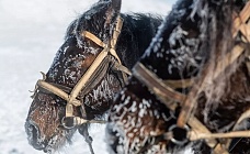 «огненная лошадь» возвращается: как в центральной азии чтят символ наступающего года