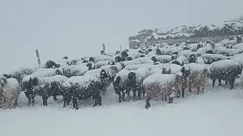 в киргизии 5 семей и 2500 голов скота оказались в снежном плену (видео)