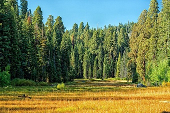 в кыргызстане лесную службу передали в мчс