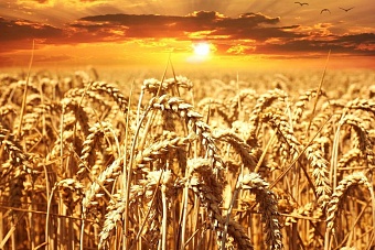 казахстан на пути к рекорду по экспорту пшеницы