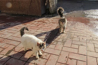 погода, в странах центральной азии, 6 сентября 2023 года: в астане +14, в душанбе +32