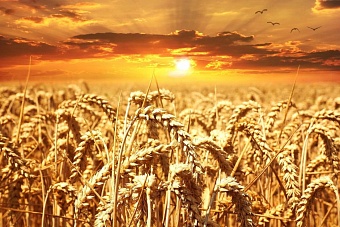 казахстан и китай стремительно опустошают закрома омской области