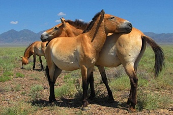 погода, в странах центральной азии, 7 июля 2023 года: в астане +31, в душанбе +34