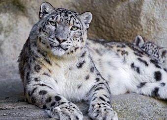 в самарканде принята программа по защите снежного барса