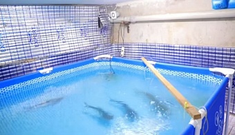 подпольный бассейн с акулами устроил в подвале многоэтажки житель ферганы