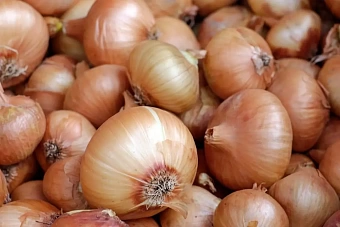 оптовые цены на лук в казахстане упали до минимума на фоне перепроизводства и проблем со сбытом