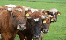 в казахстане опровергли слухи о массовом уничтожении скота 