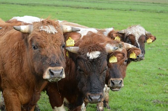 в казахстане опровергли слухи о массовом уничтожении скота 