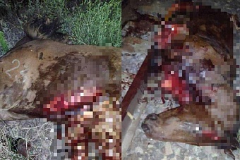 кровавая бойня в казахстане: 11 лошадей попали под грузовые поезда