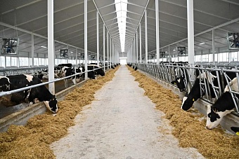 cми: фермеры казахстана переживают из-за профицита производства молока в россии