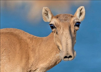 миллион сайгаков мигрировали из казахстана в россию