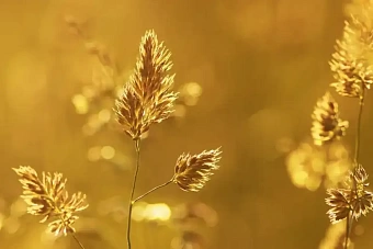 дожди и очень сильная жара в казахстане: погода во вторник, 30 июля 2024