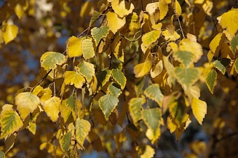 усиление ветра и местами сильные дожди в казахстане: погода в субботу и воскресенье, 31 августа и 1 сентября 2024