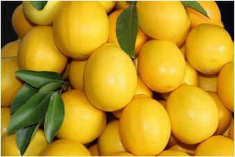 В Таджикистане омского губернатора заинтересовали лимоны