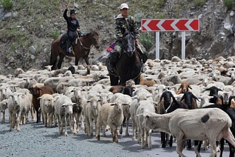 мясное и молочное изобилие: в таджикистане выросло поголовье крупного и мелкого скота
