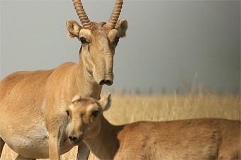 минсельхоз казахстана опроверг слухи об опасности мяса сайгаков