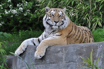 россия намерена передать казахстану четырех амурских тигров