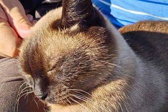 вирус птичьего гриппа угрожает центральной азии: кошки в роли переносчиков